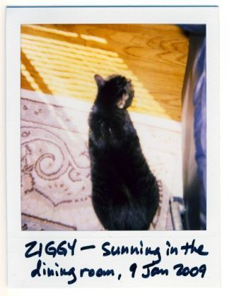 Ziggy - sunning in the dining room, 9 Jan 2009