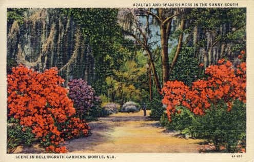Postcard: Bellingrath Gardens azaleas