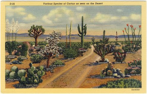 Postcard: Various Species of Desert Cactus