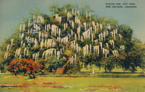 Postcard: Suicide Oak, New Orleans