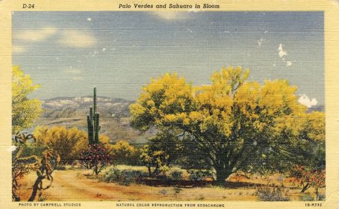 Postcard: Palo Verdes & Sahuaro in Bloom