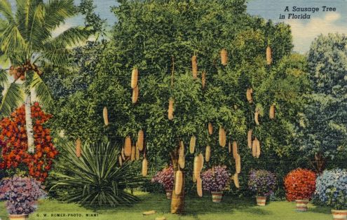 Postcard: Florida Sausage Tree