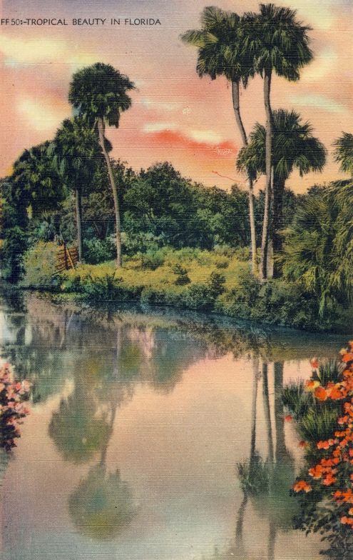 Postcard: Tropical Beauty in Florida