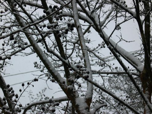 Snow Day: 1 March 2009! Crape myrtle buds.