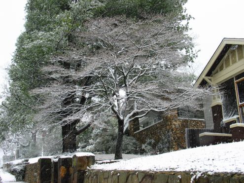 Snow Day: 1 March 2009! My dogwood tree.
