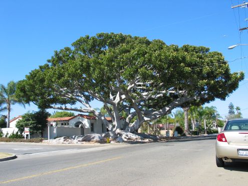 Old Man Tree: view heading east on California Street