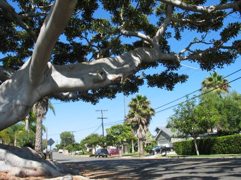 Old Man Tree: branches reaching out over California Street