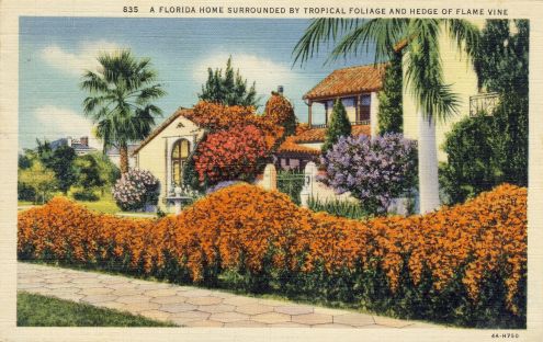 Postcard: Florida Home Surrounded by Tropical Foliage