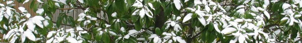 Snow on magnolia tree